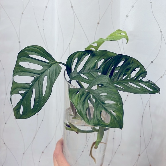 🪴Propagated rooted trimmings - Monstera Adansonii, Swiss cheese plant - Picture 4 of 10